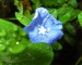 modry-kvet